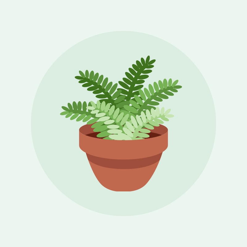 Sapling